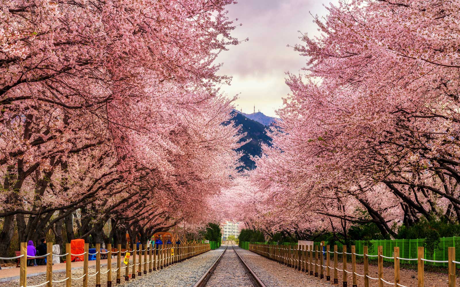 Gyeonghwa-station-blossom-Jinhae-SKOREAFLY0118-min-1.jpg